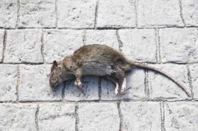 Maintain a Clean and Sanitary Space