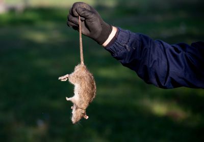 Health Risks Associated With Rodents In Residential And Commercial Spaces